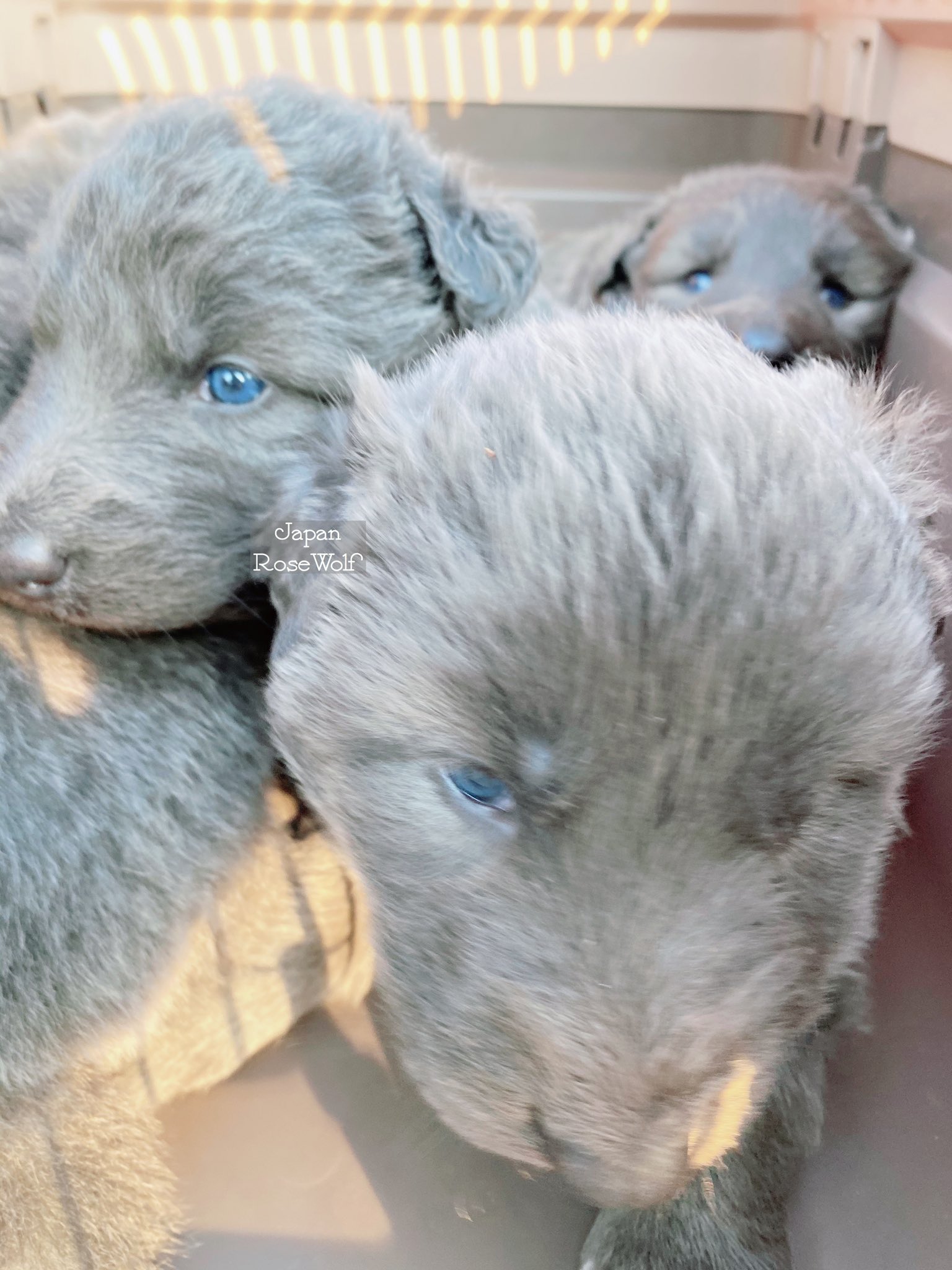 ローズウルフ この世の生き物だと思えないくらいのぬいぐるみ感 目の色ブルー 毛の色ブルー ウルフの血が1 4入ってる 大型犬の子犬であります まだこの世に誕生して25日目の天使達であります 日本で初誕生となったブルーのウルフドッグであります