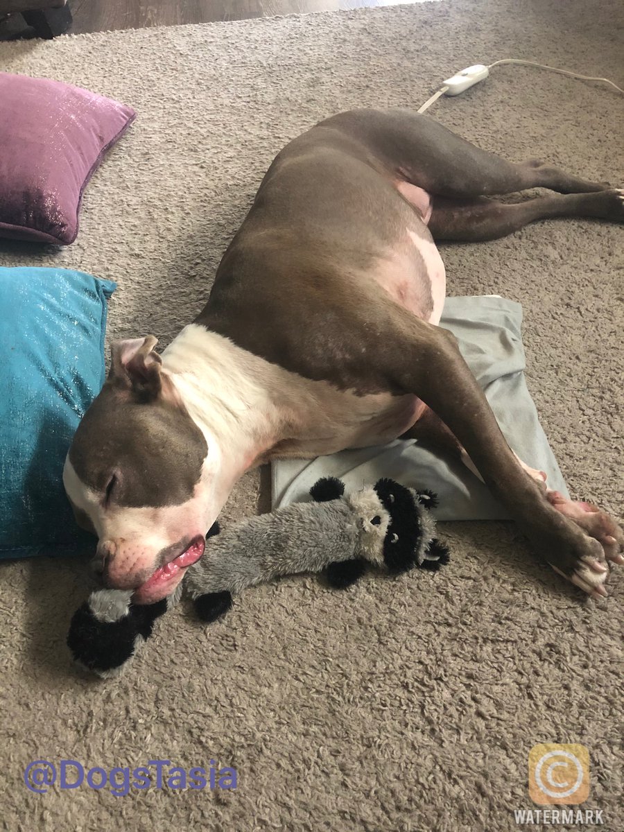 DogsTasia's tweet photo. Sorry we haven’t been around much. My allergies have been so bad this year it has caused inflammation throughout my body making my legs stiff. I’m spending a lot of time laying on the heat pad. Had a shot and changing my diet. Hoping to feel better real soon! #dogsoftwitter https://t.co/MAMpdlSyly