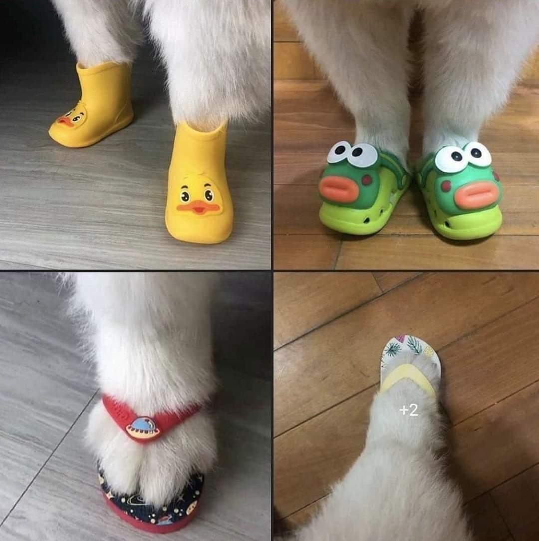 50pets's tweet photo. https://t.co/bTIHbHvj2q