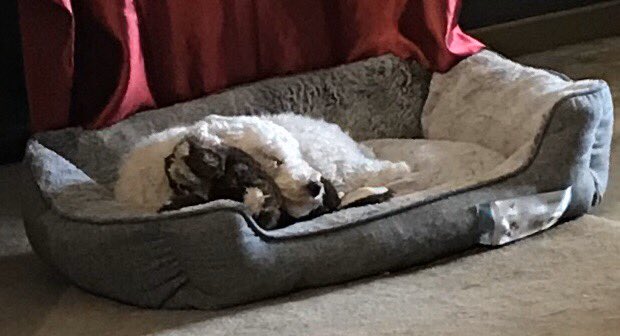 rubysarkfound's tweet photo. Happiness is a cold, rainy day and keeping warm by the fire with your loving family. #contentment #contentmentchallenge #contentmentishappiness #dog #dogssmile #DogsOfTheMonth #dogcloseup #dogsofinstagrm #cavoodle #happy #happybeyondmeasure #happyhomes #happyloveday❤️ https://t.co/lcstvO45IZ
