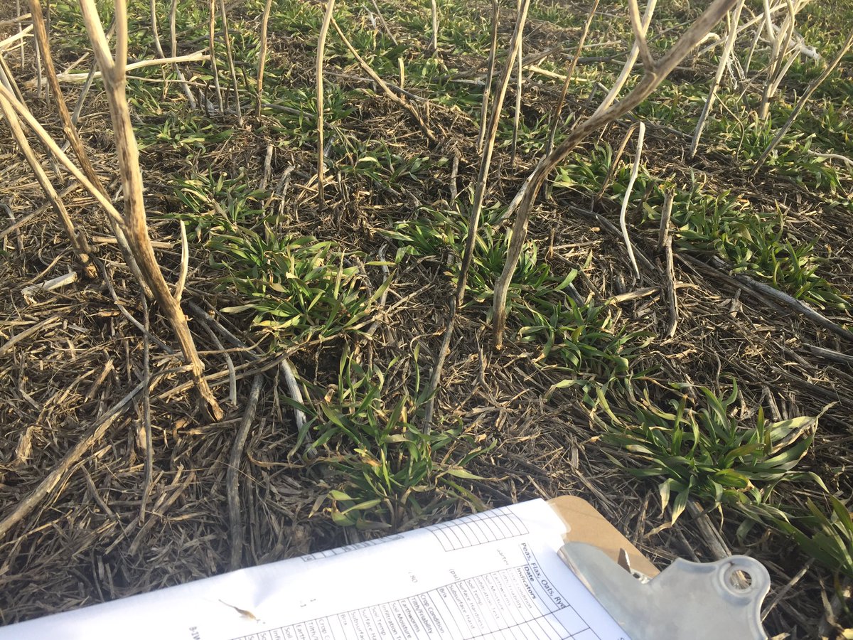 They say the best fertilizer is a farmers footsteps...
This winter I put together a soil health assessment with different indicators so that we can do some monitoring of our own. Thanks to <a href="/MBForages/">MFGA</a> for the suggestion at a winter workshop! #soilhealth #bootsontheground