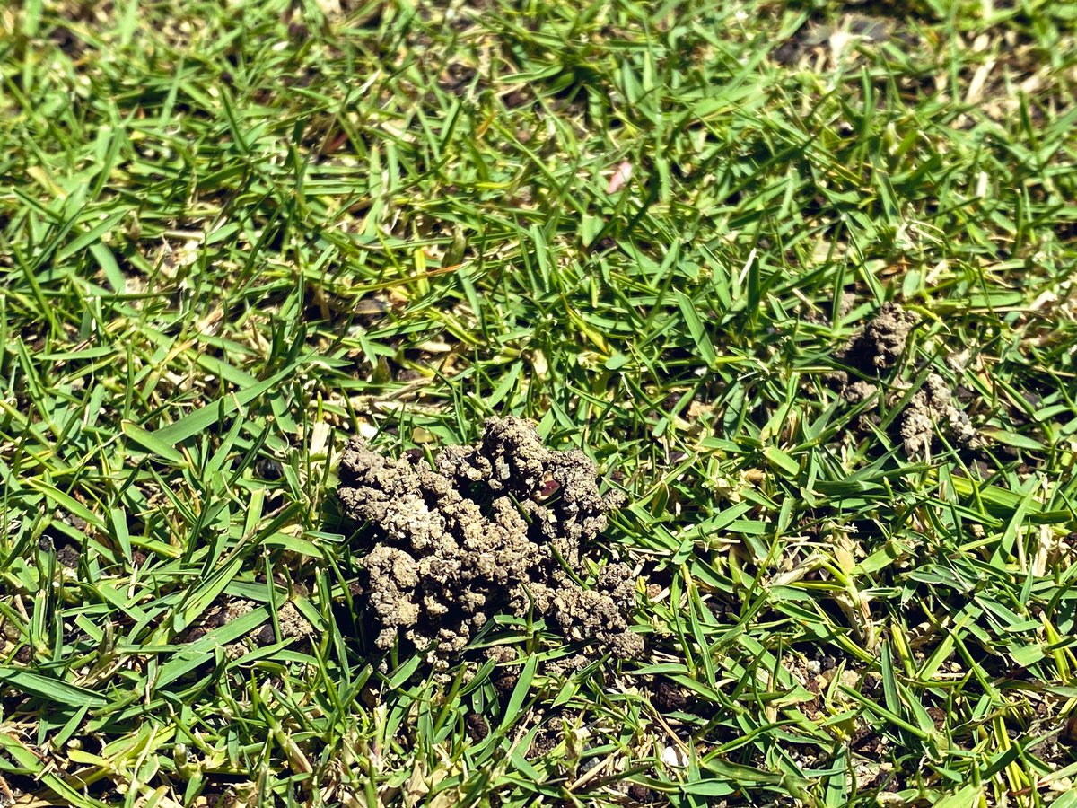 ベイプ 3月末に駆除したのに またミミズの糞塚 次回の殺虫剤は5月中旬頃まで放置です よくある質問 Q 水撒きのタイミング 量はどれ程か A 1平米 10リットル目安 タイミングは表面を確認して散水 日当たり 風当たり 土壌などで各家庭で違い