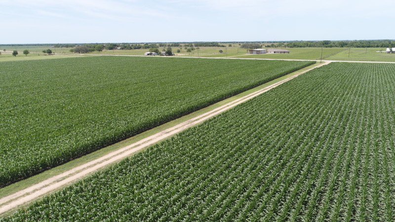 cwg1990's tweet photo. #2020Corn crop for GoerigBros is looking good back home in EL Campo.  Shout out to DGoerig for the drone shot.  Thanks for the update! https://t.co/3G5NqxdD9B