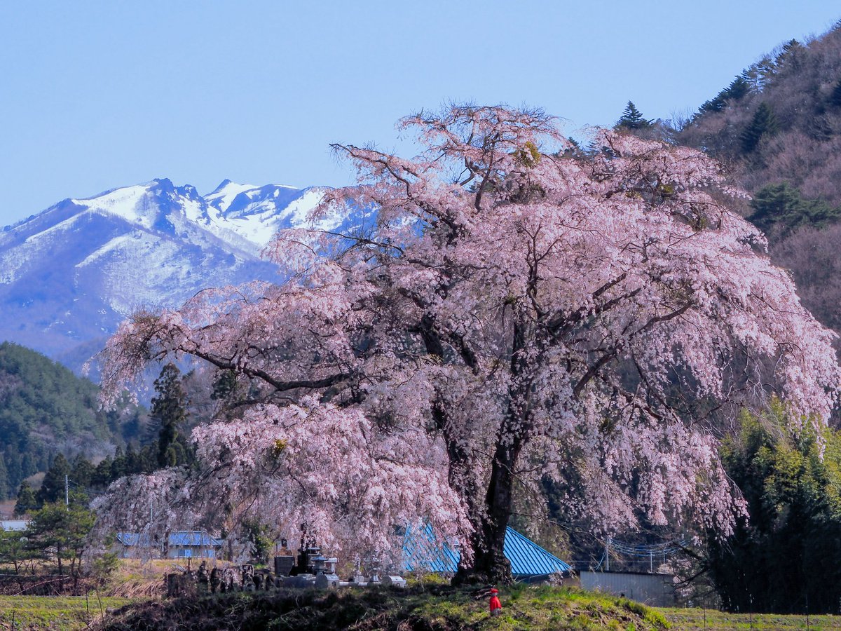 上発知のしだれ桜 上発知のしだれ桜