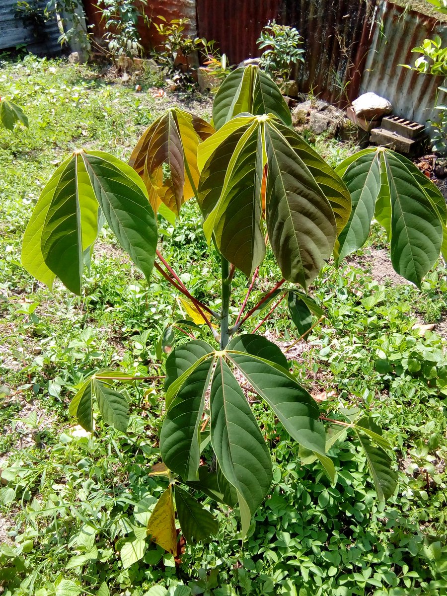 it_automation's tweet image. #SpamDeÁrbol. Los sembramos hace poco en Guayabal de Siquima.