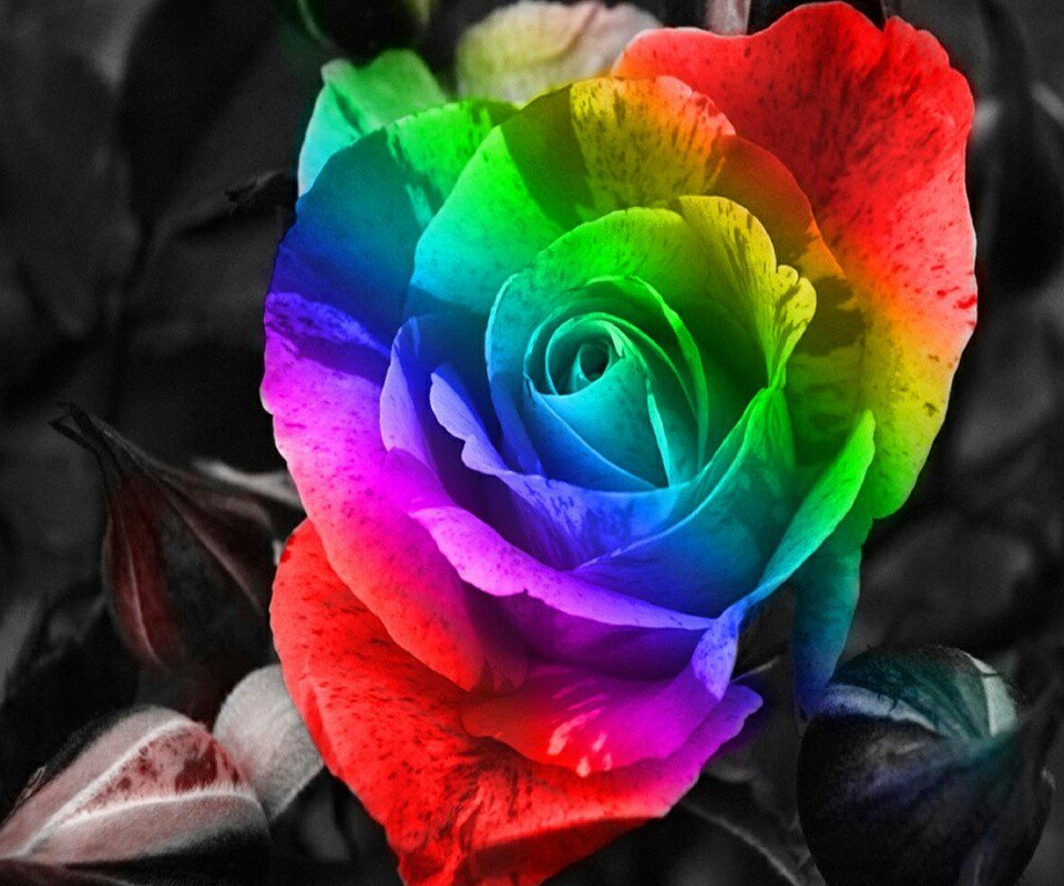 HumbleIndian's tweet photo. @virgyane @marinavibu609g @farrukhshah786 @Silviadomi22G @RosaTrunk @sitaravirgo @tadayokun @PetalsTm @otrogoga60 @Chrissyhowell16 @WALLI27 @Edward733 @LevykinV @heroldbarton @khanhakim_k @DidiPraveen @PatGrant7777 @nancy_dills @Alexa17101614 @vickiemoore07 @monicasloves @ersu1880 @djtroops @RosaNegra_08 @gourley_jason @jet_new @prado_yaiza @ZEYNAZERDA @mr_khaleeque @ivymarina1 @J5rson @TaposKumarBasu @ynfqn318 @veronicamadel @Hirokilove12287 @cristina_lledo @behna31152 @Kasione8 @bovb51 @seaweed115B @Ivatempestade @luzma04042407 Good morning
good night
#StayHomeStaySafe #beautiful_Friends
#New_day
#new_hope
#PRINCESSE 🌺🕊️ #StayHomeSaveLives #StayAtHome https://t.co/l0rOa24JfB