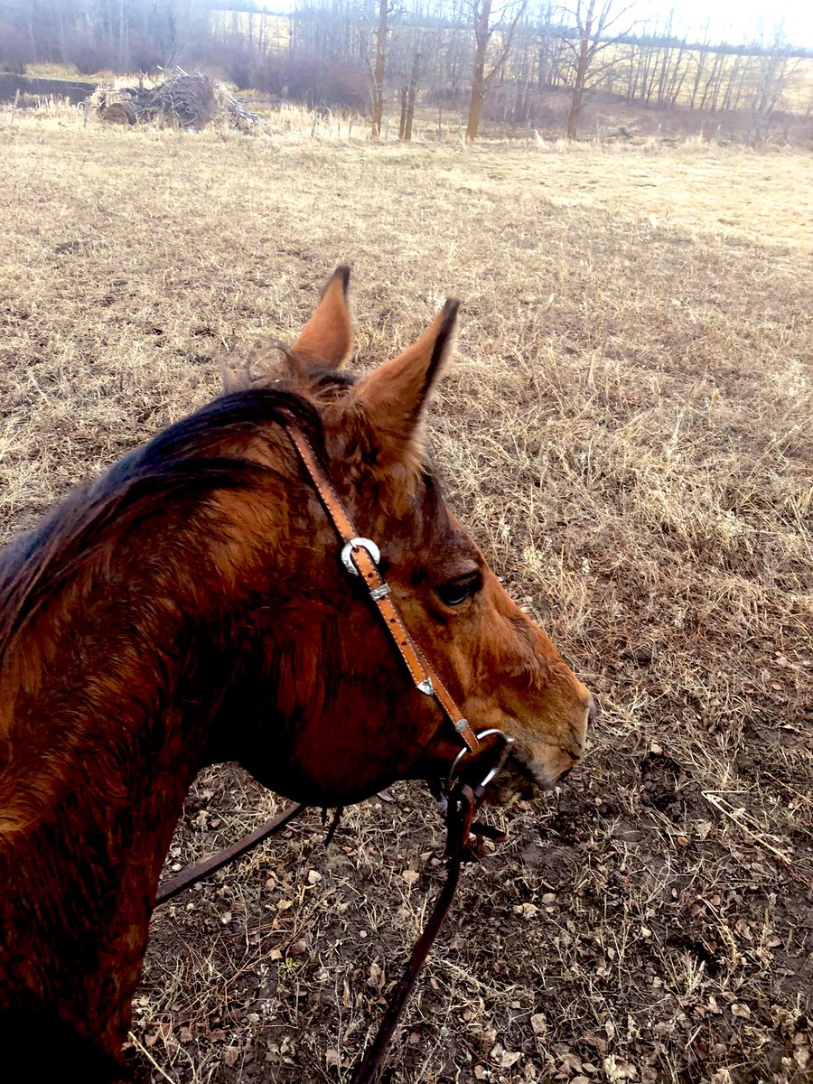 KarlOesch's tweet photo. Thankful for a few things:
- this evenings “freestyle lunge” didn’t go into the unharvested oat field
- #expresspro & glyph applied last fall - smoked all the weeds & deep rooted perennials so my horse didn’t trip all over himself. (New riding arena patch)
- this weather https://t.co/AmYXznedM8