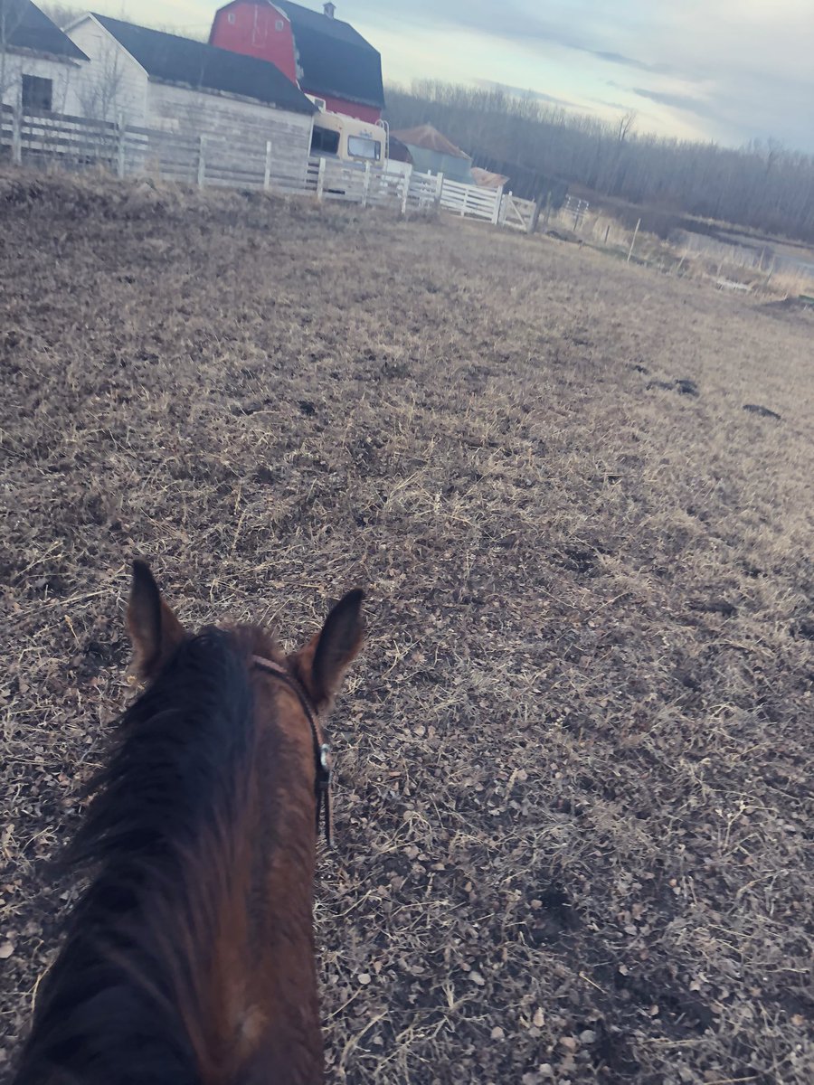 KarlOesch's tweet photo. Thankful for a few things:
- this evenings “freestyle lunge” didn’t go into the unharvested oat field
- #expresspro & glyph applied last fall - smoked all the weeds & deep rooted perennials so my horse didn’t trip all over himself. (New riding arena patch)
- this weather https://t.co/AmYXznedM8