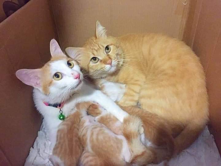 _mohamadafiq_'s tweet photo. Susah nk cari suami mithali mcm oyen ni...untong wife dia 😌 https://t.co/YwJtES9UoK