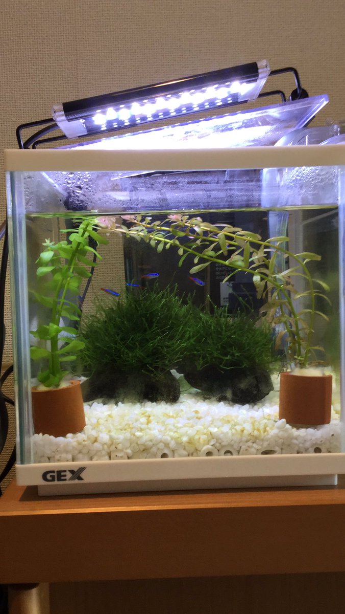 小型水槽 Twitter Search