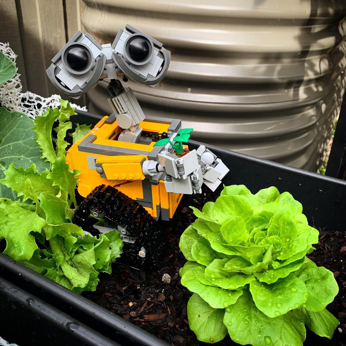 mrajw2's tweet photo. Wall-E doing a little bit of gardening. Looks like the little fella is doing a good job!
.
.
.
#walle #lego #legomasters #garden #pixar #movies #walleandeve #walleandeva #veggiegarden #legowalle #legos #play #fun #weegberg #earth https://t.co/KP80XkmoAz
