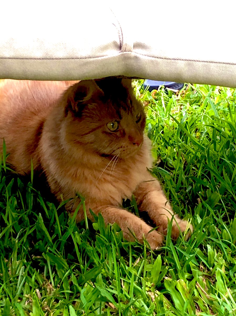 chip_clint's tweet photo. Oh, crap ! Is this Chip coming to pounce me ? πππΊπ¦#AdoptDontShop #yardfun #GardenersWorld #cats #catsofinstagram #free #animals #animallovers #outdoorfun #animalsareamazing #animalstakingover #FurryTails https://t.co/raS8abYDTD
