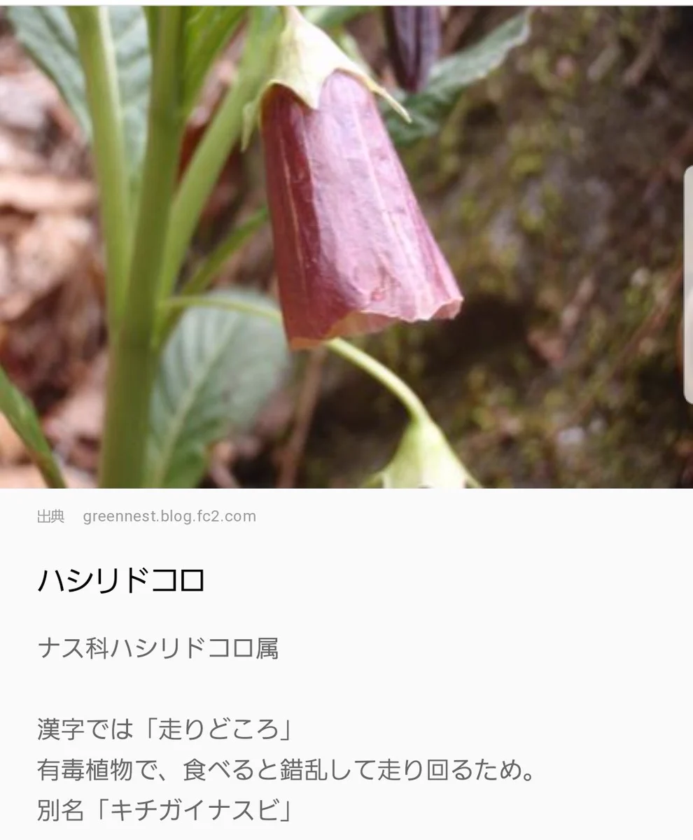 キチガイナスビ？有毒で食べると走り回っちゃうらしいwww
