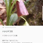 キチガイナスビ？有毒で食べると走り回っちゃうらしい!