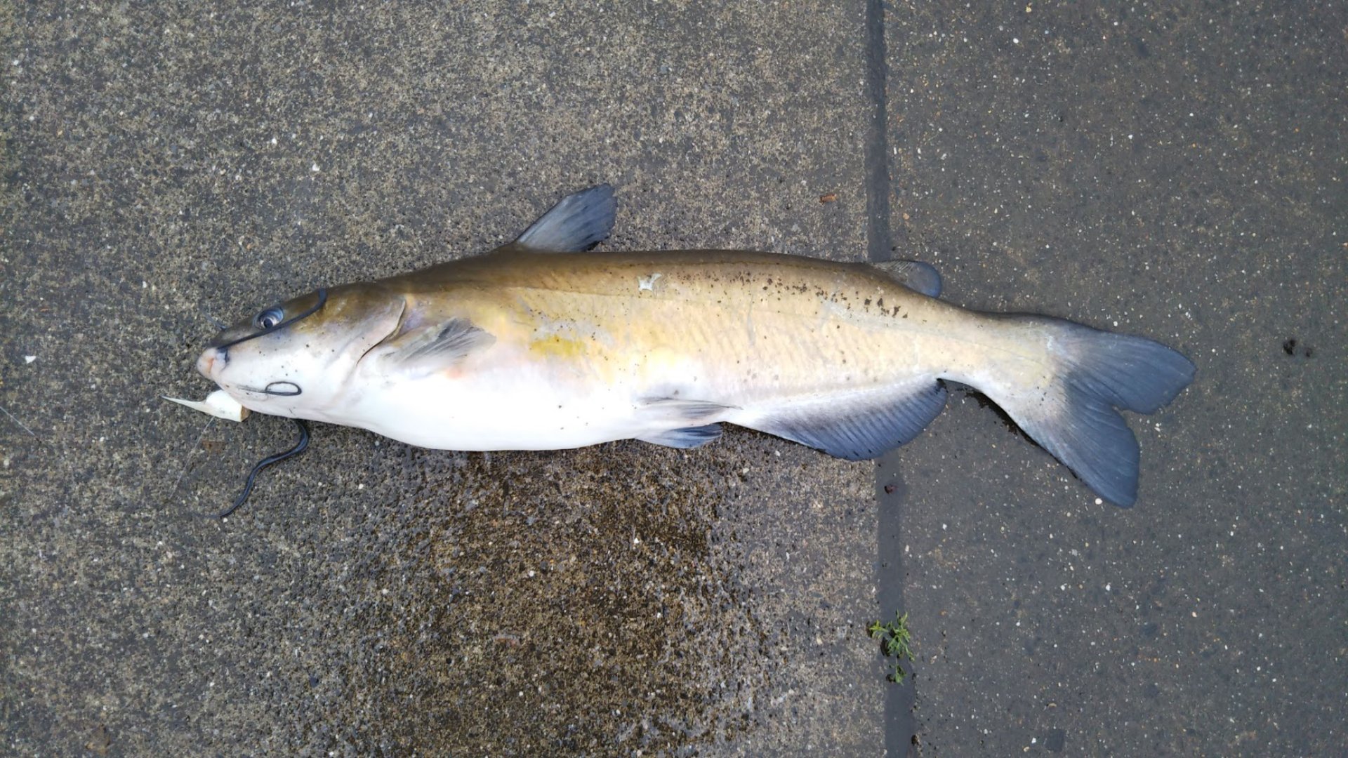 Asfish アメリカナマズ Channel Catfish 霞ヶ浦でよく釣れる とてもいい引きで できるだけ細い竿で釣ってみたい できることなら飼ってみたかったナマズ ちなみに食材としてのポテンシャルはかなりあると思う ちなみにブルーキャットフィッシュはまだ釣っ