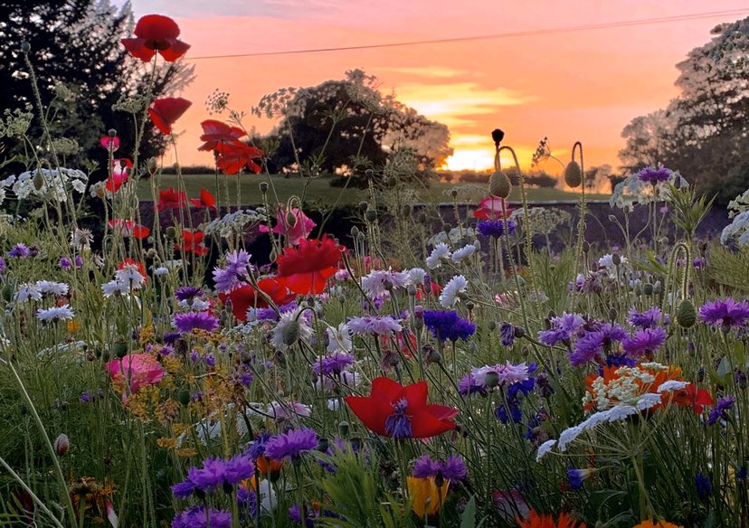 Today our daughter has to paint a nature picture for school art work. She’s decided to paint the photo she took of the garden last year. One of my favourites! Growing flowers can come in handy for school art class too!