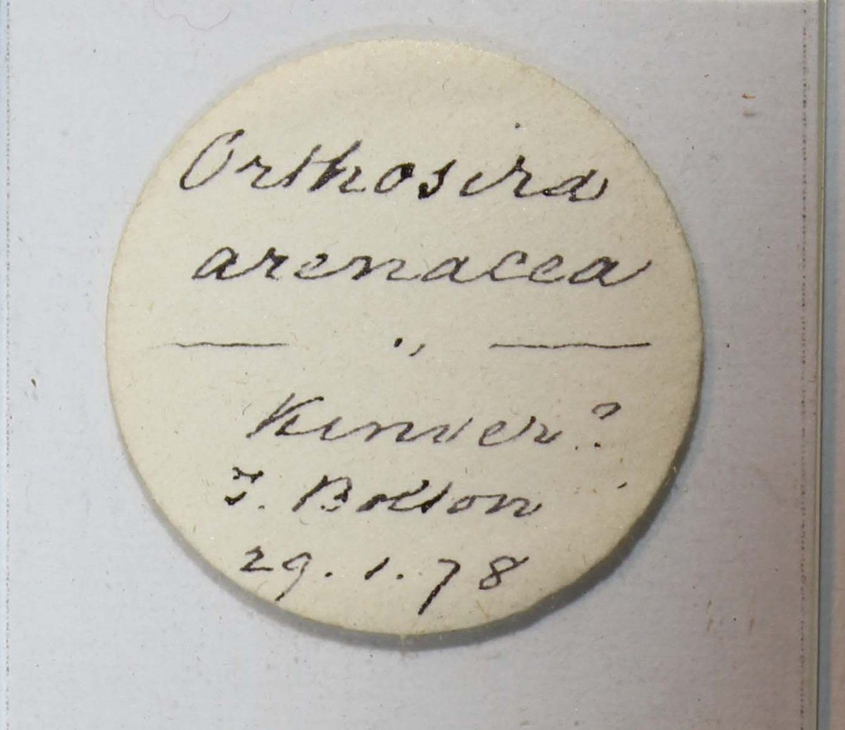 So, I'm thinking Orthosera arenacea, Kinver?, J. Bolton, 29/1/78.
Any other thoughts? #handwriting #objectlabels <a href="/HerbTranslate/">HerbariumTranslator</a>