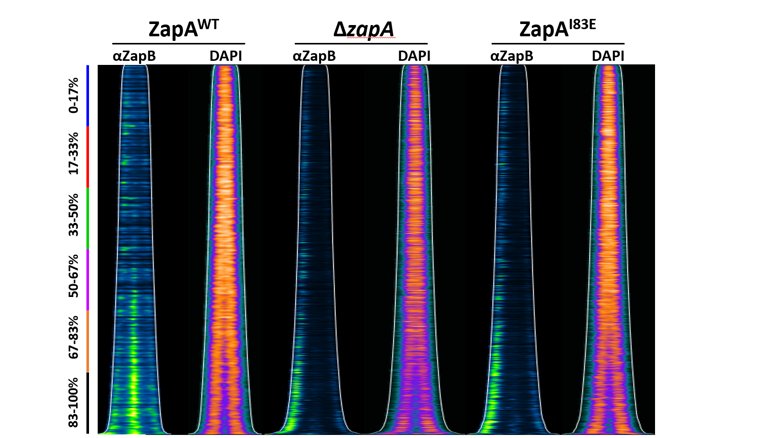 Nils (@superfolder) on Twitter photo The In Vitro Non-Tetramerizing ZapAI83E Mutant Is Unable to Recruit ZapB to the Division Plane In Vivo in Escherichia coli  <a href="/IJMS_MDPI/">IJMS MDPI</a>  mdpi.com/703496 The In Vitro Non-Tetramerizing ZapAI83E Mutant Is Unable to Recruit ZapB to the Division Plane In Vivo in Escherichia coli  <a href="/IJMS_MDPI/">IJMS MDPI</a>  mdpi.com/703496