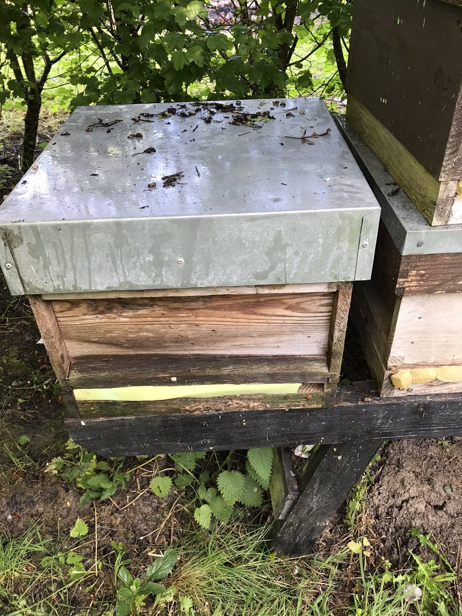 Our Tilkey swarm is now safely at home in our swarm apiary 🐝🐝🐝 #honeybees #honey #foodfromnature