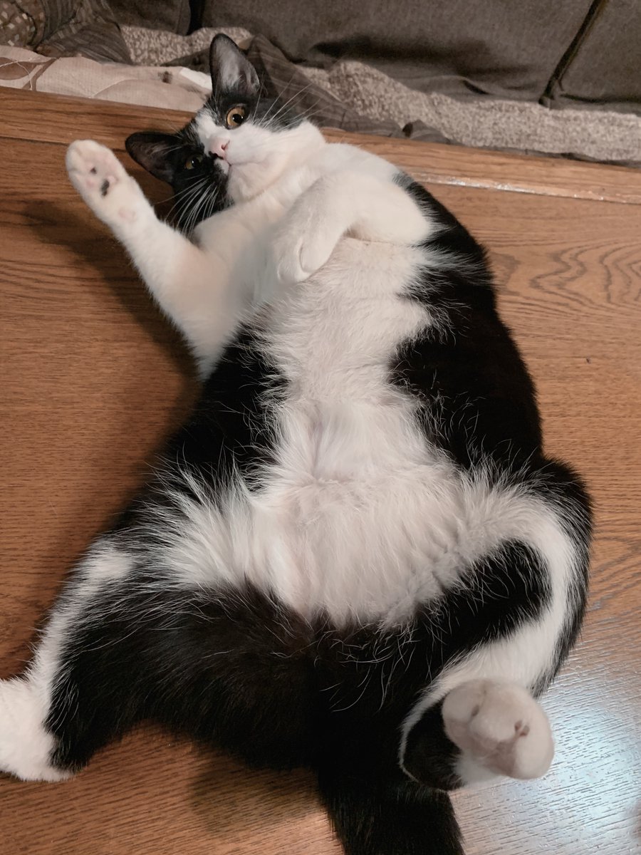 とろねこチャレンジ 岩飛猫のイラスト とろねこチャレンジ 岩飛猫のイラスト
