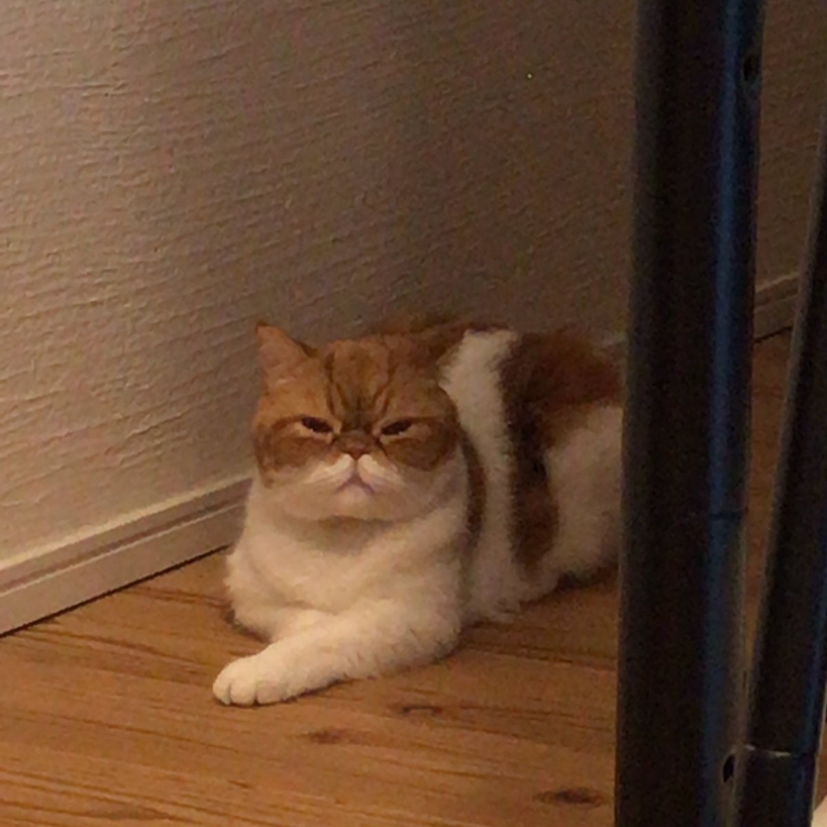 本名正憲 長寿と繁栄を V Twitter わたしがごろですが にゃにか エキゾチックショートヘア