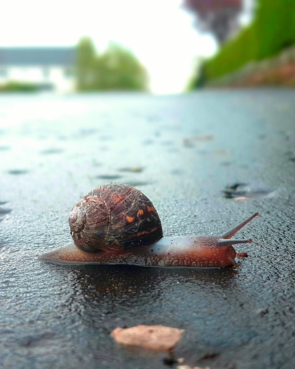 PictishBeastPub's tweet photo. Life on the streets of Glasgow is moving at a slower pace that usual right now, but the local wildlife seems to appreciate it!

#snails #glasgow #scotland @GlasgowWEToday @HelloGlasgowist @BuglifeScotland #wildlife #NaturePhotography @ScotWildlife #wildlifephotography #inverts https://t.co/eSle53sCFF