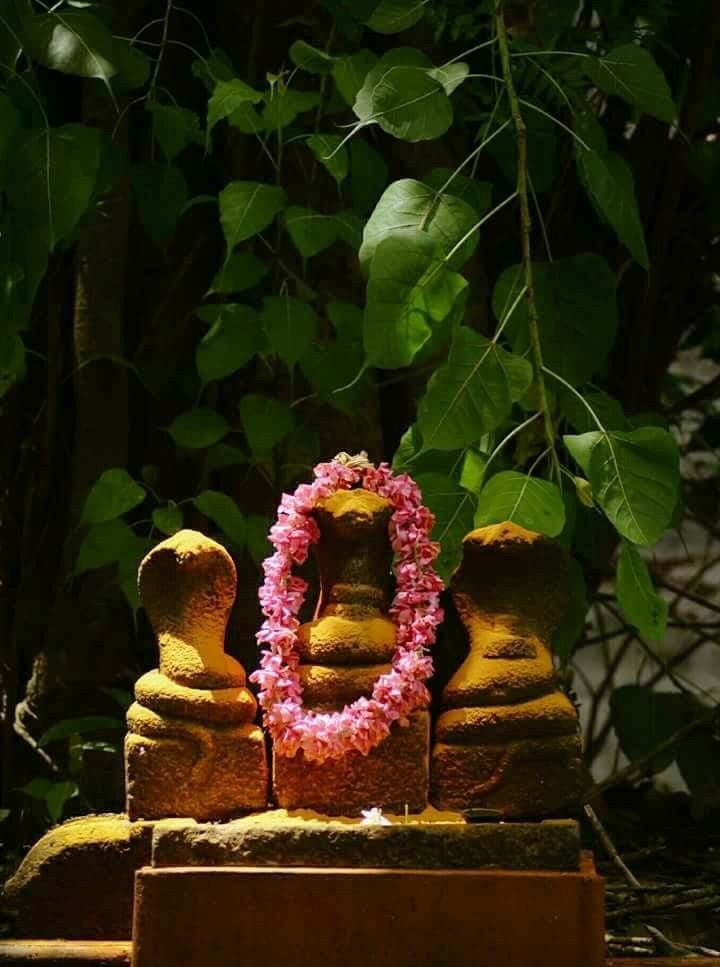 1/6Let me introduce u to SARPA-KAVU (groves of snakes or snake shrines) of KERALA. Almost every temple and every house in Kerala has a space dedicated to NAGA (serpent) Devta. Like other Hindu practises this too has a SCIENTIFIC reason behind it.