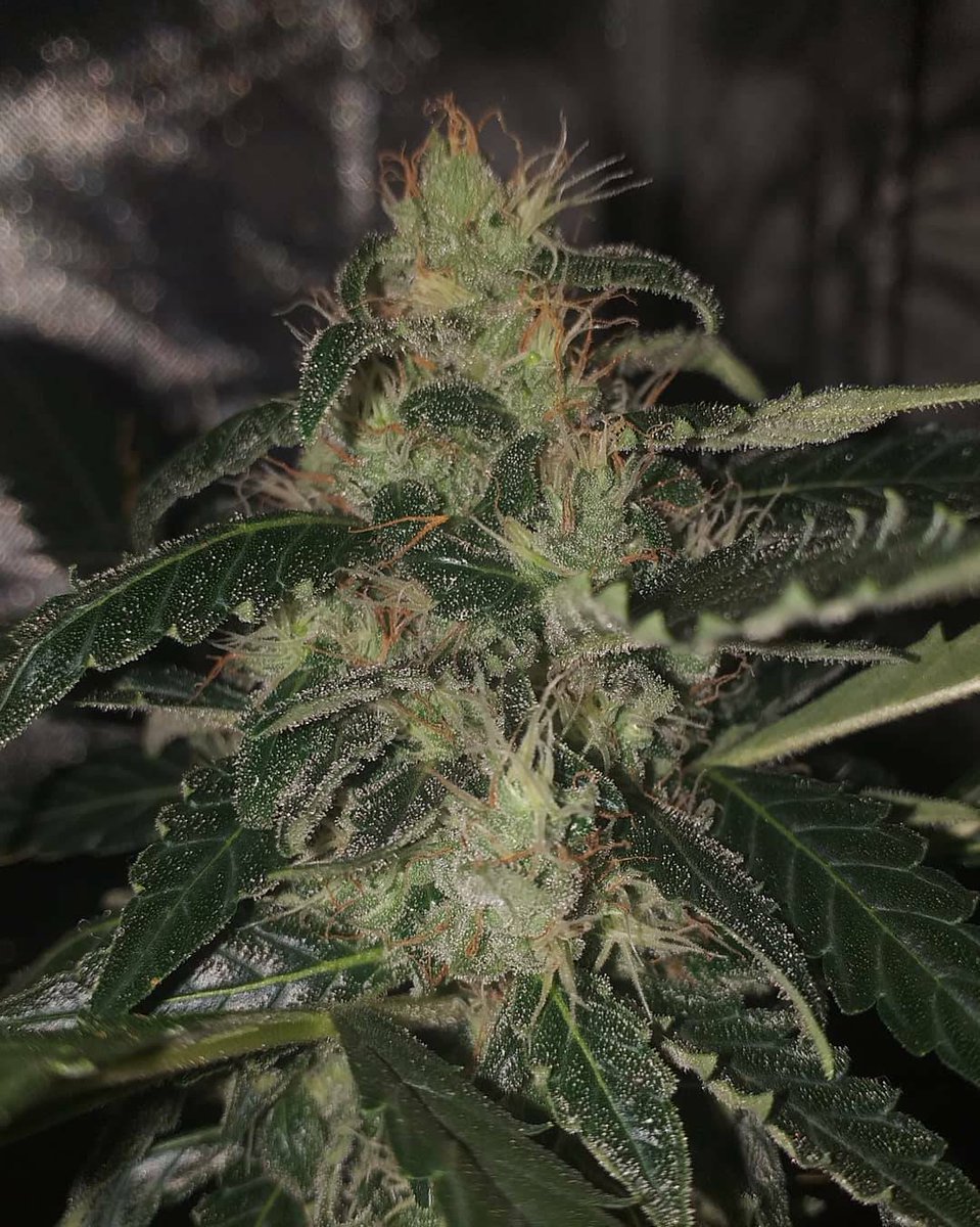 spliffseeds's tweet image. Spliff cheese buds ✊🌱 buds are starting fatten up nicely but still a way to go yet !! She smells beautiful terps are very stong now 🤭🤤🔥 few new fans tomorrow 🌬🌬 by Geordieganja 
spliffseeds.nl/product/spliff… #420girls #firegenetics #autorun #girlsgrowtoo