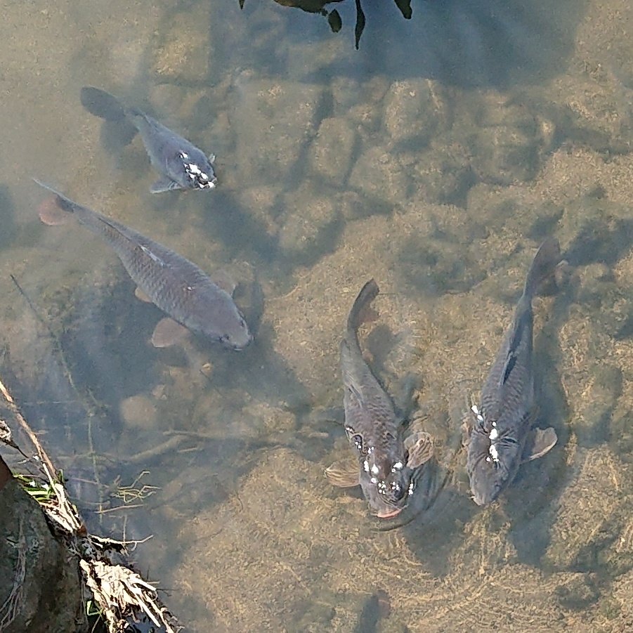 Zaccoparva's tweet photo. コイ
日本の国魚でもある大型の淡水魚。観賞用の他、食用にもなり鯉こくや洗いなどの調理法がある。
現在国内の鯉はほとんどが外来系統で在来系統はごくわずかとされる。在来系統の方がスリムで警戒心が強いらしい。
適応力が高く、海外でも外来種として問題となることがある。
#魚類 #コイ科 #淡水魚 https://t.co/JC1HGpYvku