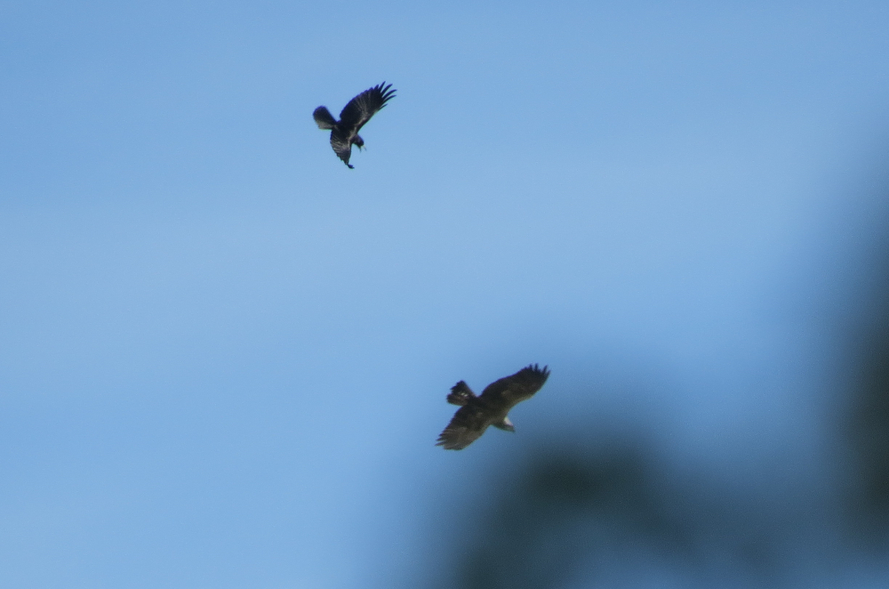 sconebirding's tweet photo. What a great way to celebrate the milestones of 100 #BirdTrack #CompleteLists at the #NunneryLakes in 2020, and my highest-ever species count for April (105)! Reckon my #recordshot offerings outstrip @NeilCalbrade's, too – his are *far* too good! 🤣 https://t.co/klCl1y0X5R