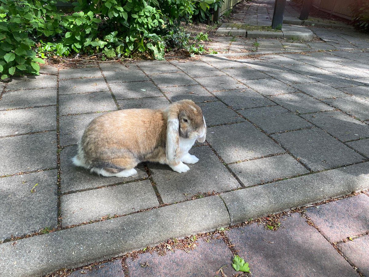 Peter Stam tweet media