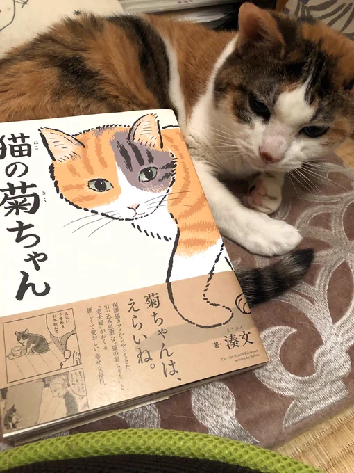 本が届きましたよ。
うちの猫、柄が菊ちゃんにちょっとだけ似てる。 