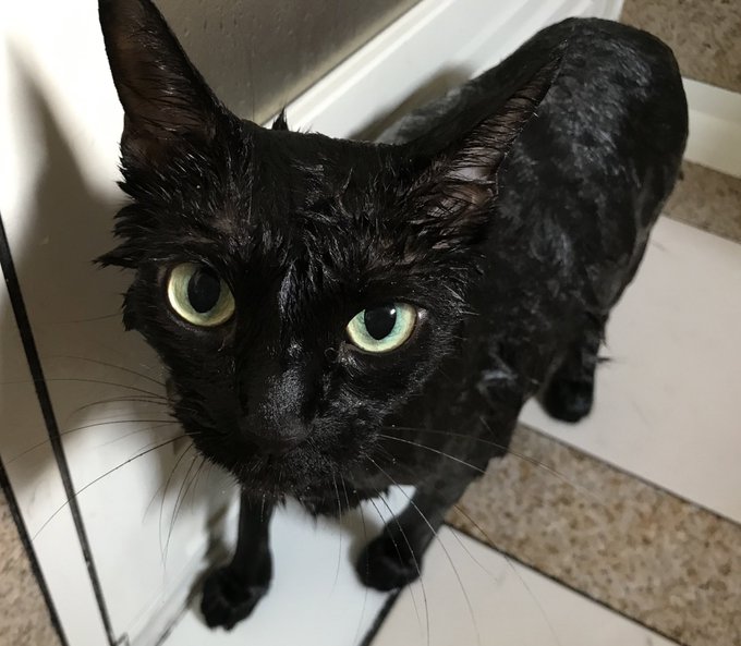 猫のお風呂のTwitterイラスト検索結果(古い順)。