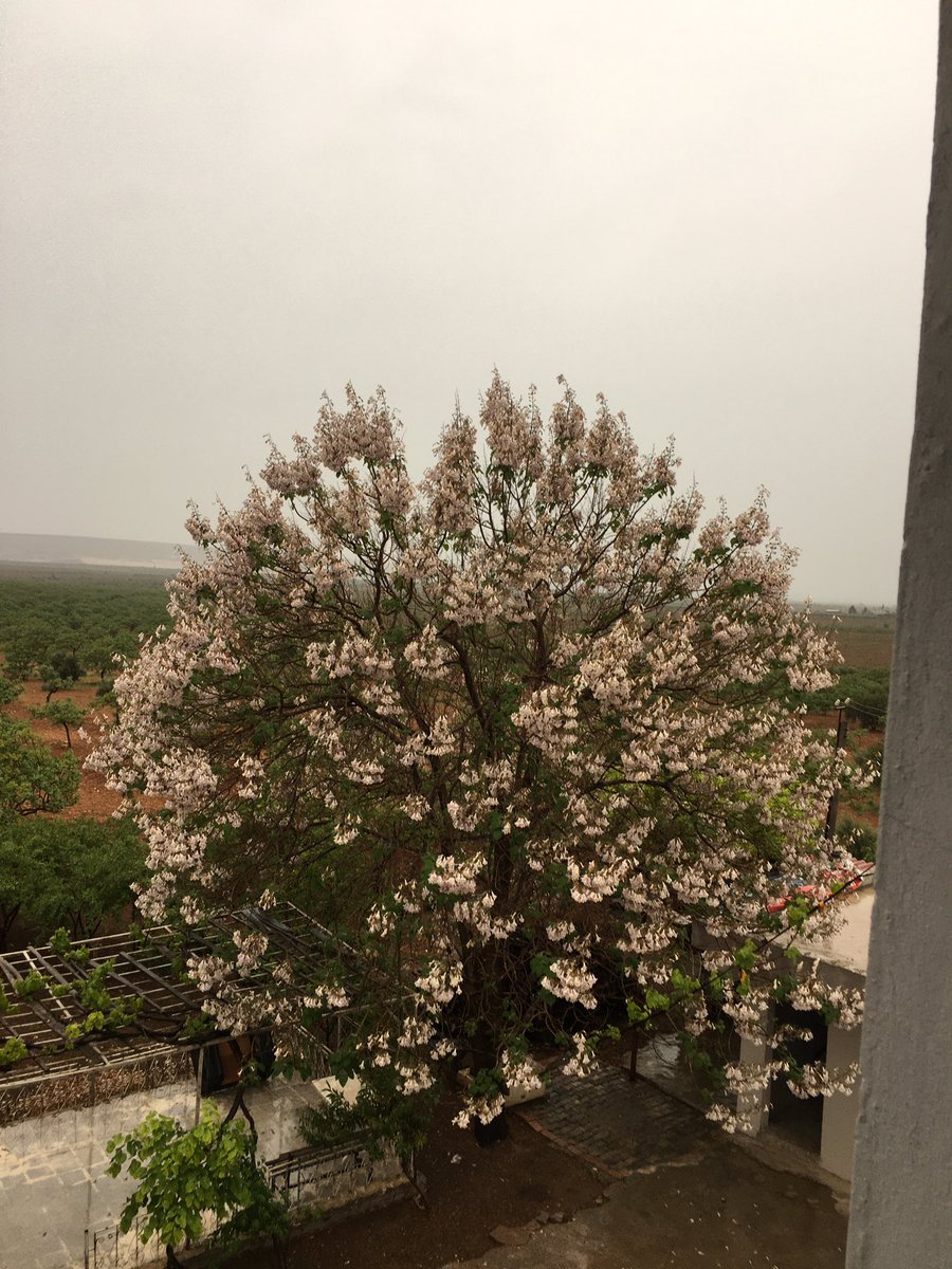 Antepfıstığında mücadele yapma zamanı. Bol bereketli bir yıl olacak inşallah.