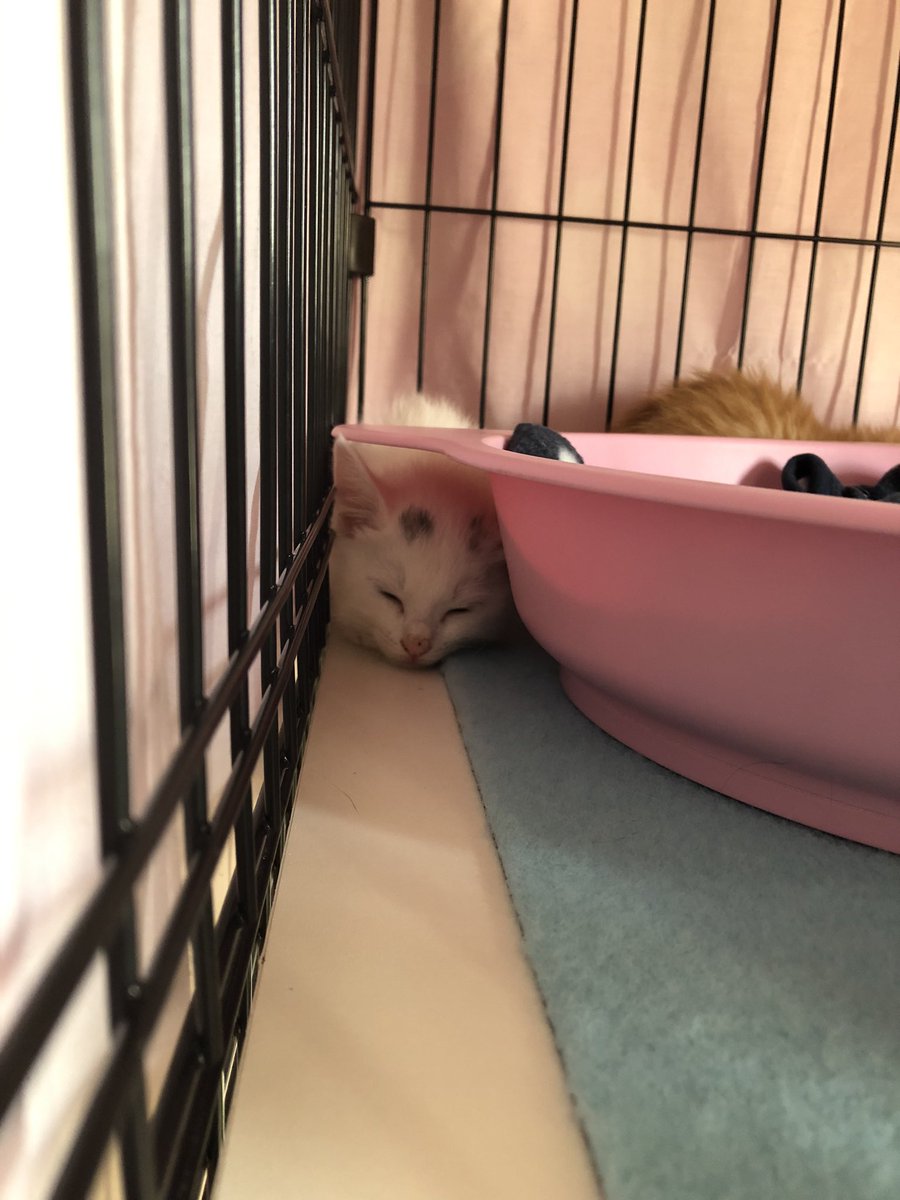 ねこ けん 千葉 支部 支部 千葉 ねこ けん