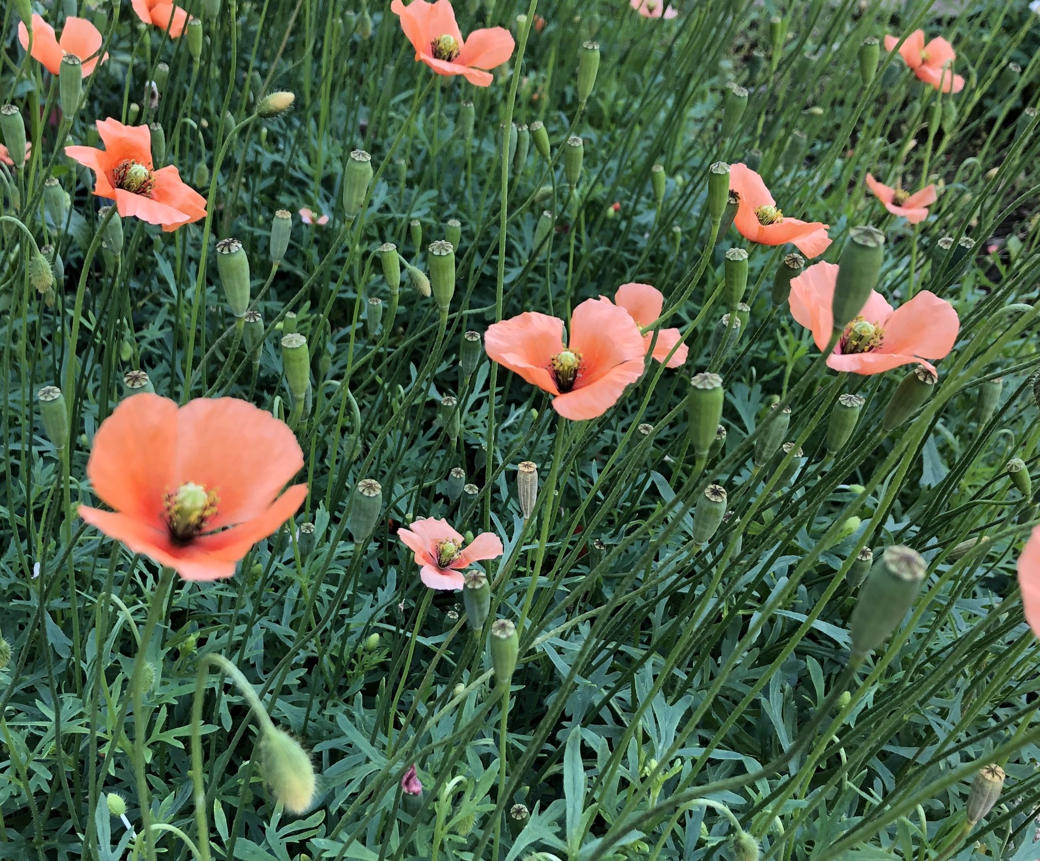 美容室 Feryne フェリーネ この季節になると道端でよく見かけるオレンジ色のお花 ヒナゲシ 花言葉は いたわり 思いやり 今年はこの花言葉が特に響きますね ヒナゲシはアスファルトからも力強くニョキニョキと生えて咲き誇ります 今コロナ禍