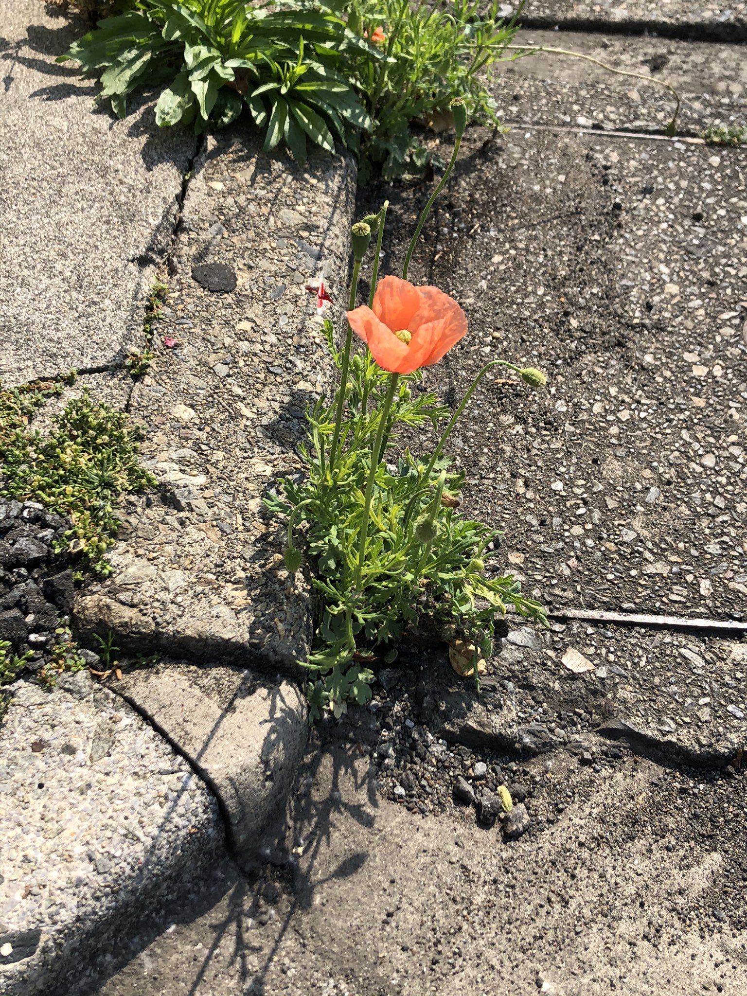 美容室 Feryne フェリーネ この季節になると道端でよく見かけるオレンジ色のお花 ヒナゲシ 花言葉は いたわり 思いやり 今年はこの花言葉が特に響きますね ヒナゲシはアスファルトからも力強くニョキニョキと生えて咲き誇ります 今コロナ禍