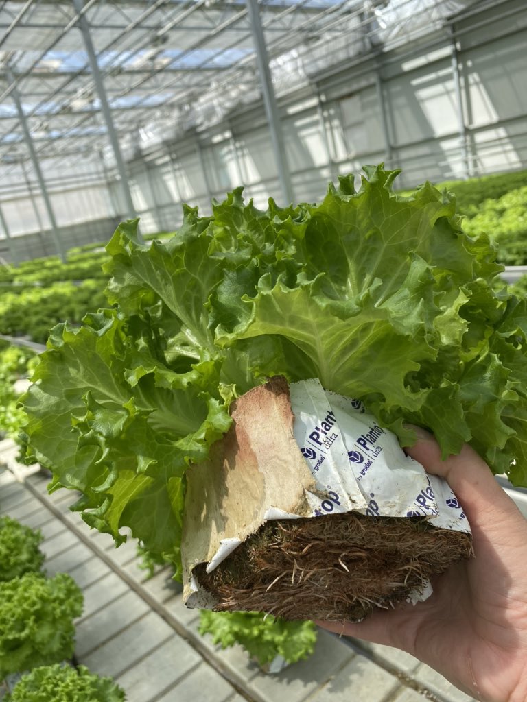 Салатны навч худалдаанд гарахад бэлэн. Онцлог нь хөрстэйгөө цуг цуг зарагдана. Навчнаасаа тасдаад идээд байхад дотроосоо ургаад л байна. 1 багцийг бараг 14 хоног хэрэглэнэ. Өдөр бүр шинэ навч. 
#төгс_ургац