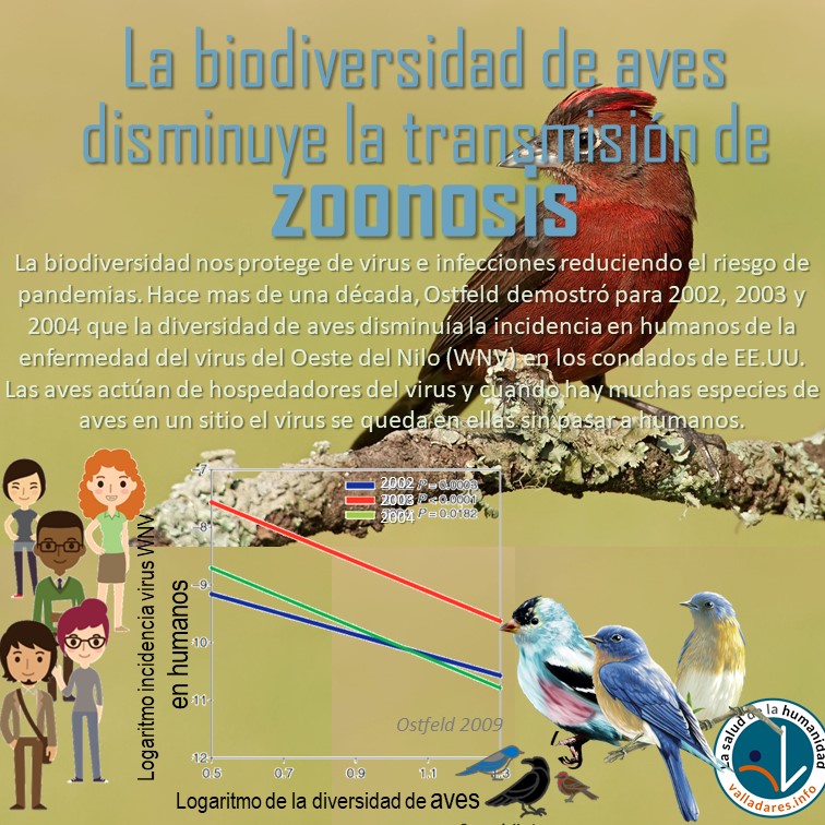 FernandoVallada's tweet photo. La biodiversidad de aves hace muy feliz a quienes las adoran pero debe hacernos muy feliz a todos: contribuye a protegernos de virus y zoonosis como vio Ostfeld en 2009 con el WNV en EEUU
https://t.co/8Jkvllguua  
#valladaresinfo
#saludhumanidad
#coronavirus
#biodiversidad https://t.co/4oTqgOIs3t