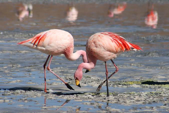 100. Warna flamingo bergantung pada makanannya. Bisa abu-abu butek, putih, pink, atau oranye. 