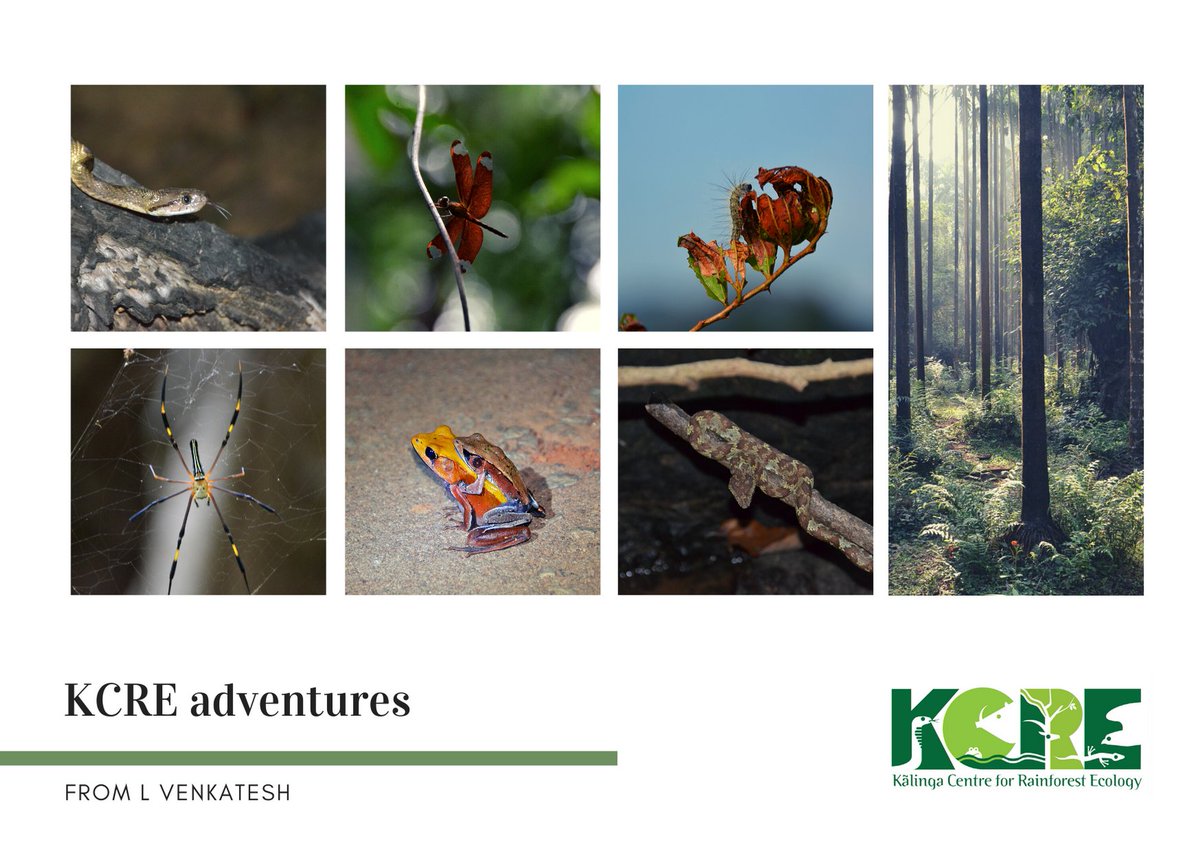 #KCRE #KalingaCentreForRainforestEcology #KalingaMane #NatureStay #ForestStay #kcrenaturecamps #Agumbe #guddekeri #AgumbeRainForest