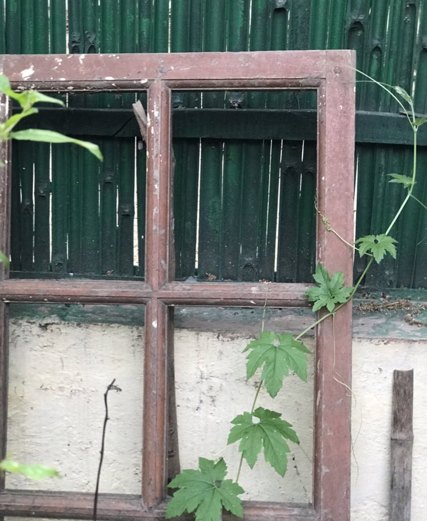 The otherwise abandoned window frame supports the creeping bitter-gourd.  #MyGardenMyLife It’s Day 37 of  #lockdown. 