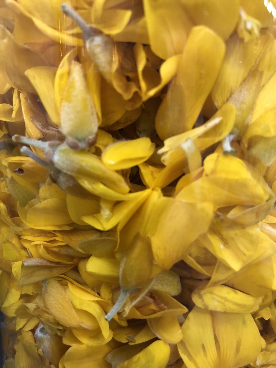 JamesSliabhLiag's tweet photo. Maintaining some #sortofnormal in these unusual times @Seansliabhliag capturing the beauty of #gorse  #hillsofdonegal distilling @AssarancaVodka today https://t.co/xhHdio375x
