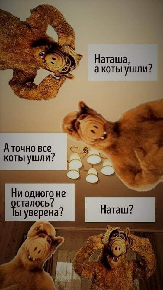 #Наташа #котики