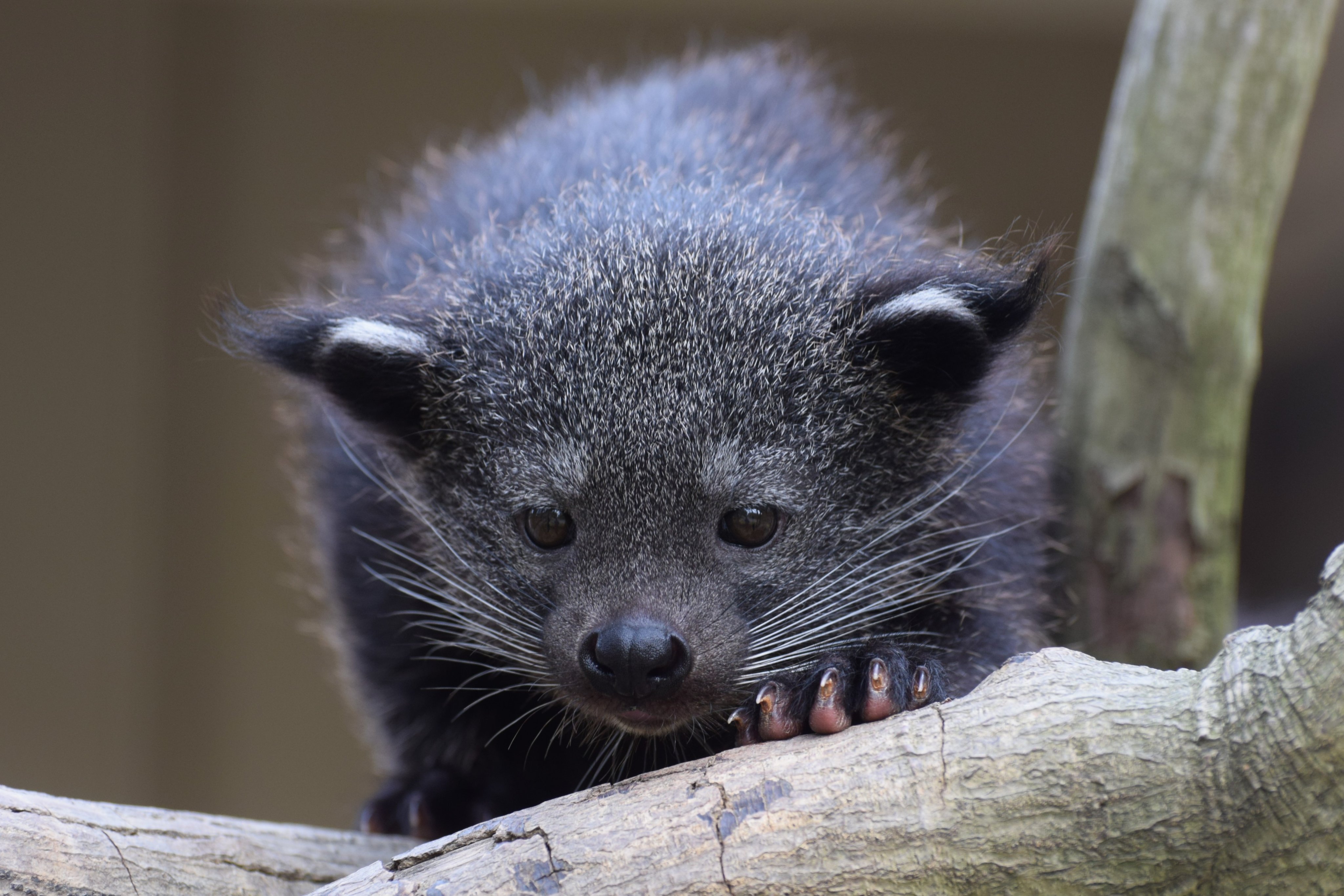 O Xrhsths 愛媛県立とべ動物園 公式 Sto Twitter 本日の とべとべｚｏｏ はかわいい動物の赤ちゃん特集です ぜひご覧ください テレビ愛媛 Ebcライブニュース 内の とべ動物園 のコーナーは 隔週木曜18 頃から放送中です とべ動物園 アメリカ