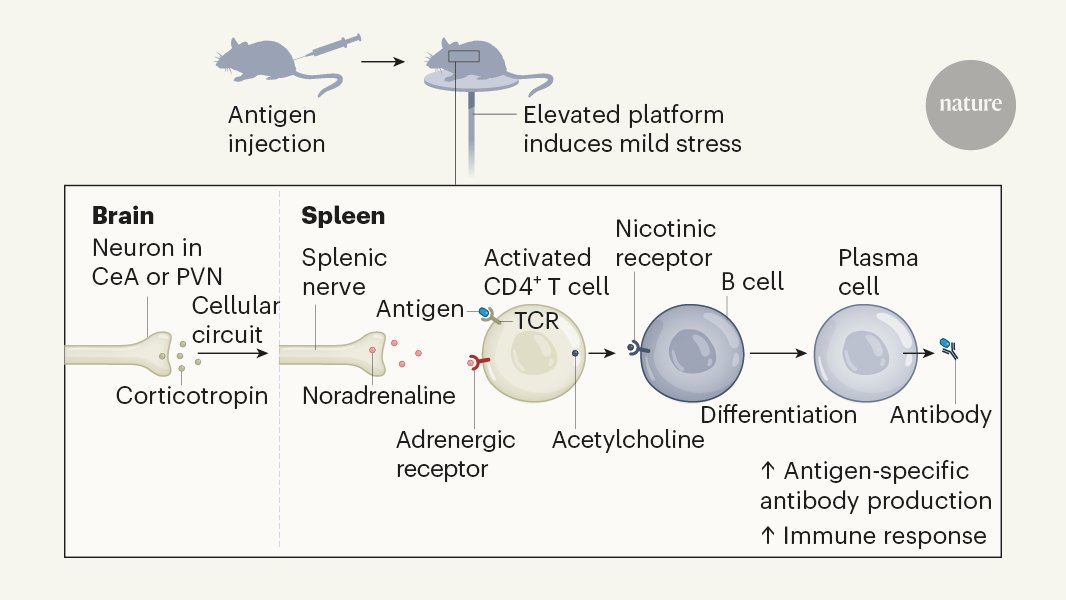 Antibody production can be controlled by neurons in the brain. To learn about this fascinating interaction between mind and body read a terrific N&amp;V by Flurin Cathomas &amp; @ScottRusso_CAN go.nature.com/3aMwx4Z