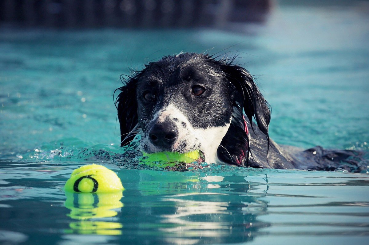 We are a brand new swimming pool company based in the north Cotswold’s. If you require maintenance on your pool email is for a quote at info@cotswoldleisure.co.uk and we will get back to you promptly. #swimmingpool #maintenance #service #cotswolds #swim