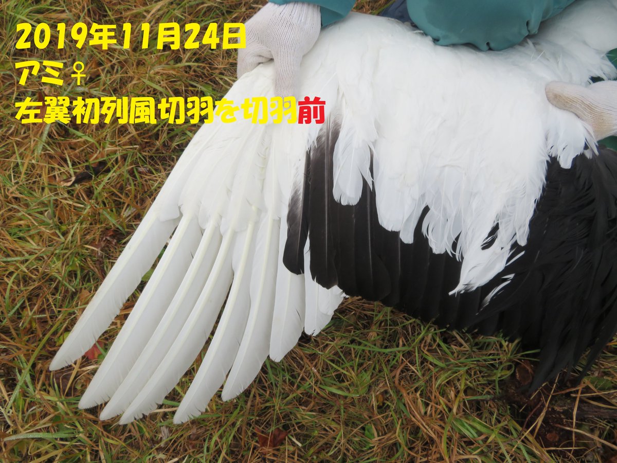 まいにちタンチョウ レスキュー 釧路市動物園 公式 On Twitter しかし タンチョウ の 換羽 は通常 繁殖期終了後 7月など夏辺りのはず そして 換羽が始まると 繁殖期 は終了と考えます オスは飛べなくなるしね あれ コウとアミのヒナは 先週
