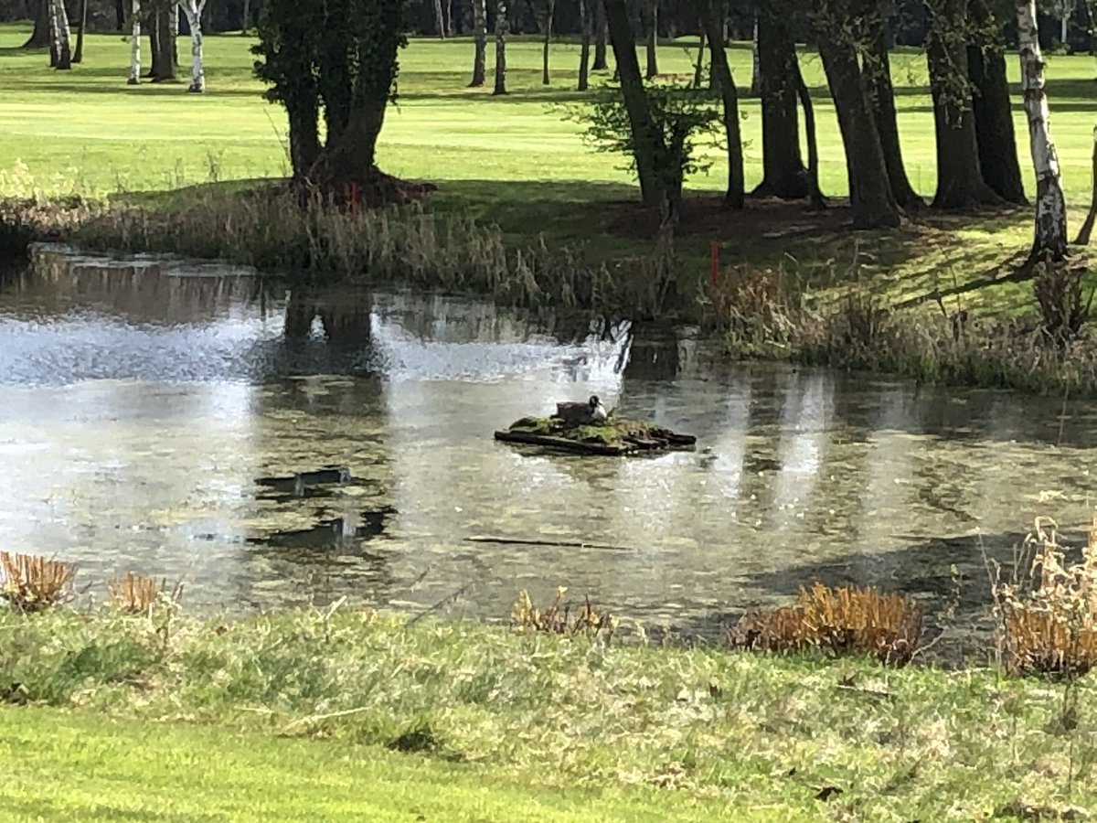 BroomieknoweGC's tweet photo. Hopefully not long till we can get back out under social distancing golf #SaveLives #nhs https://t.co/j4w1anU8tO