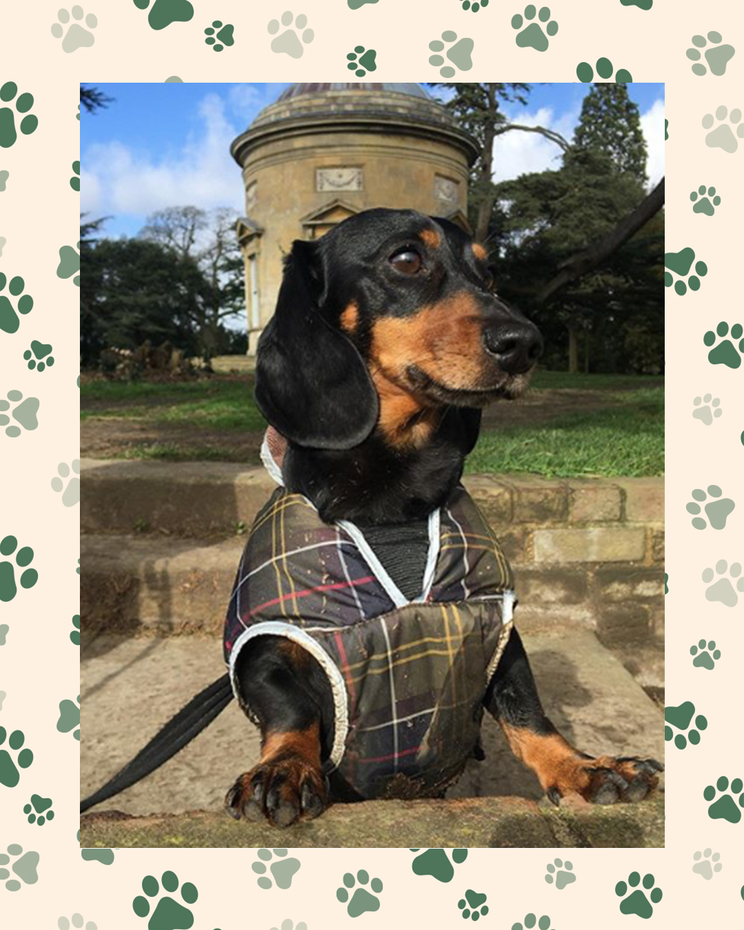 dachshund barbour coat